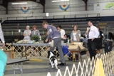 2012 BHCC National Specialty - Class Dogs